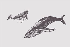 Sketches Of Humpback Whales