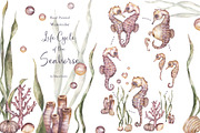 Watercolor Seahorse Life Cycle Set, an Animal Illustration by MayaNavits (Thumbnail 1 of 5)