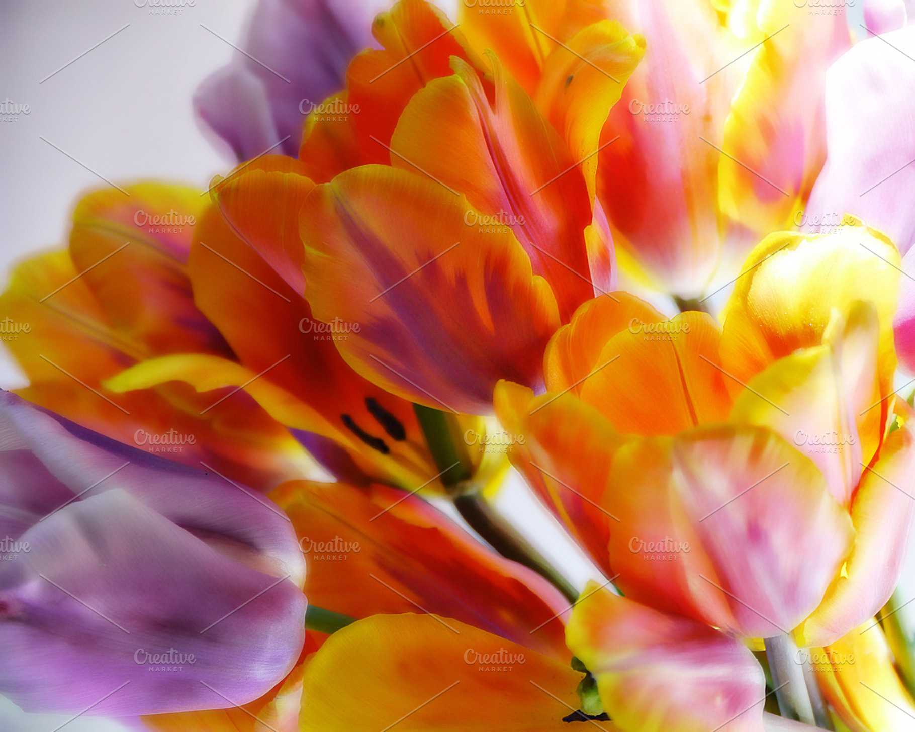 Bright Tulips, a Nature Photo by HAUTEGRAPHIQUE
