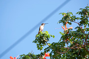 Hummingbird Stock Bundle, an Animal Photo by r.r.palacios (Thumbnail 6 of 7)