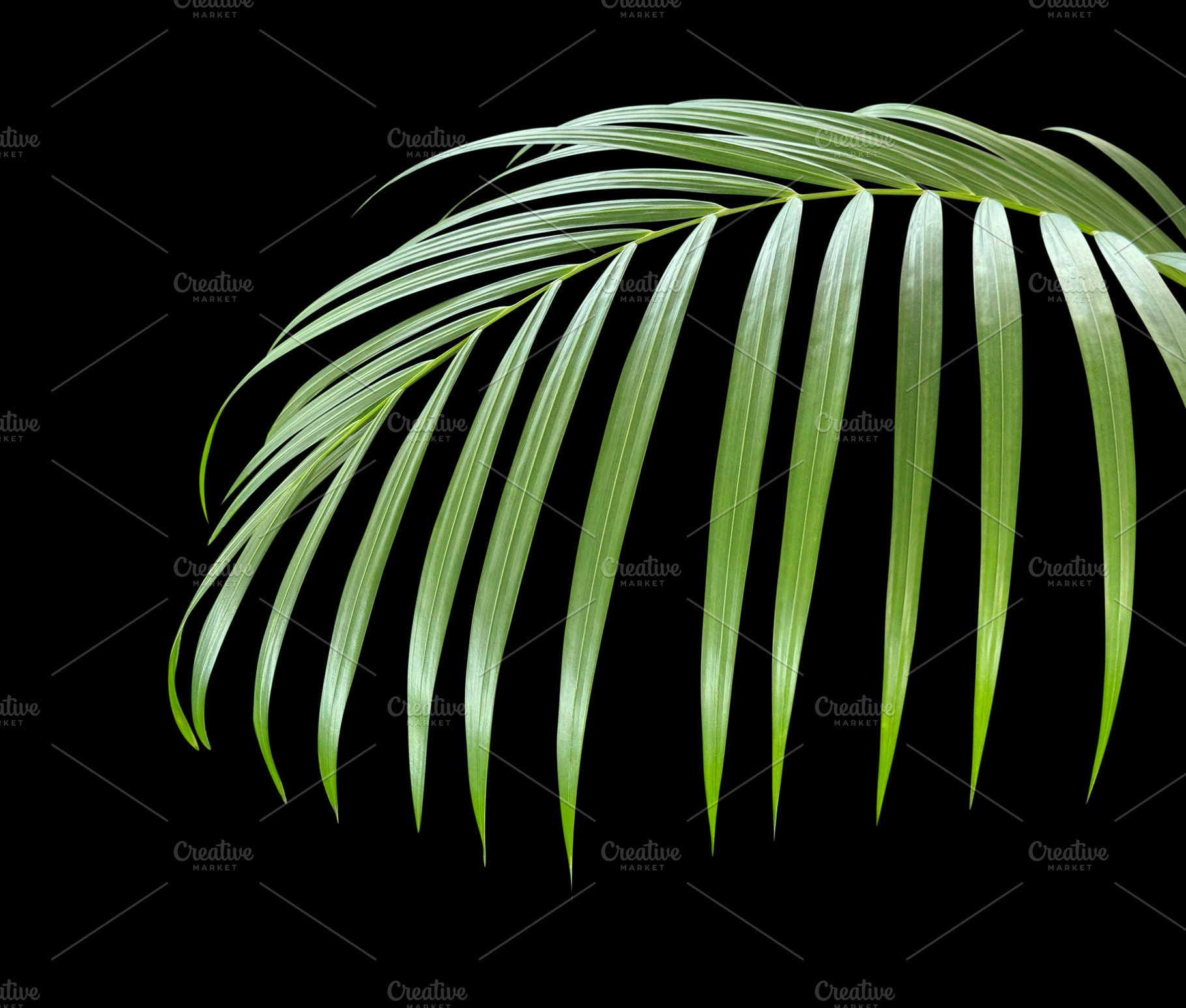 Areca palm or Yellow palm leaf, a Nature Photo by ArtBackground