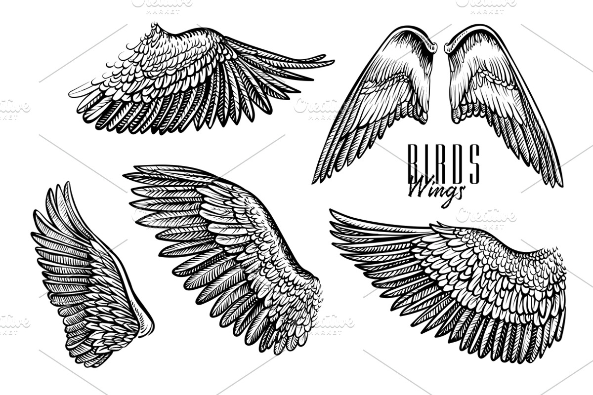 Vector Wings, an Object Graphic by Aquatinta (Photo 1 of 4)