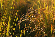 Golden Rice Field at Sunset, a Photo by LOGOCREATIVE (Thumbnail 10 of 29)