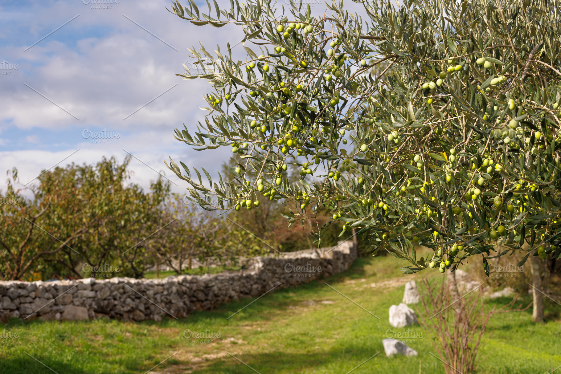 Olive trees in a natural setting with a stony background under a cloudy sky in, a Nature Photo by Bepslabor