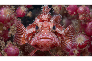 Among Colorful Coral in Crystal, an Animal Photo by ZinetroN