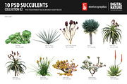 10 PSD Succulents Collection 2, an Object Graphic by envirographic (Thumbnail 1 of 4)