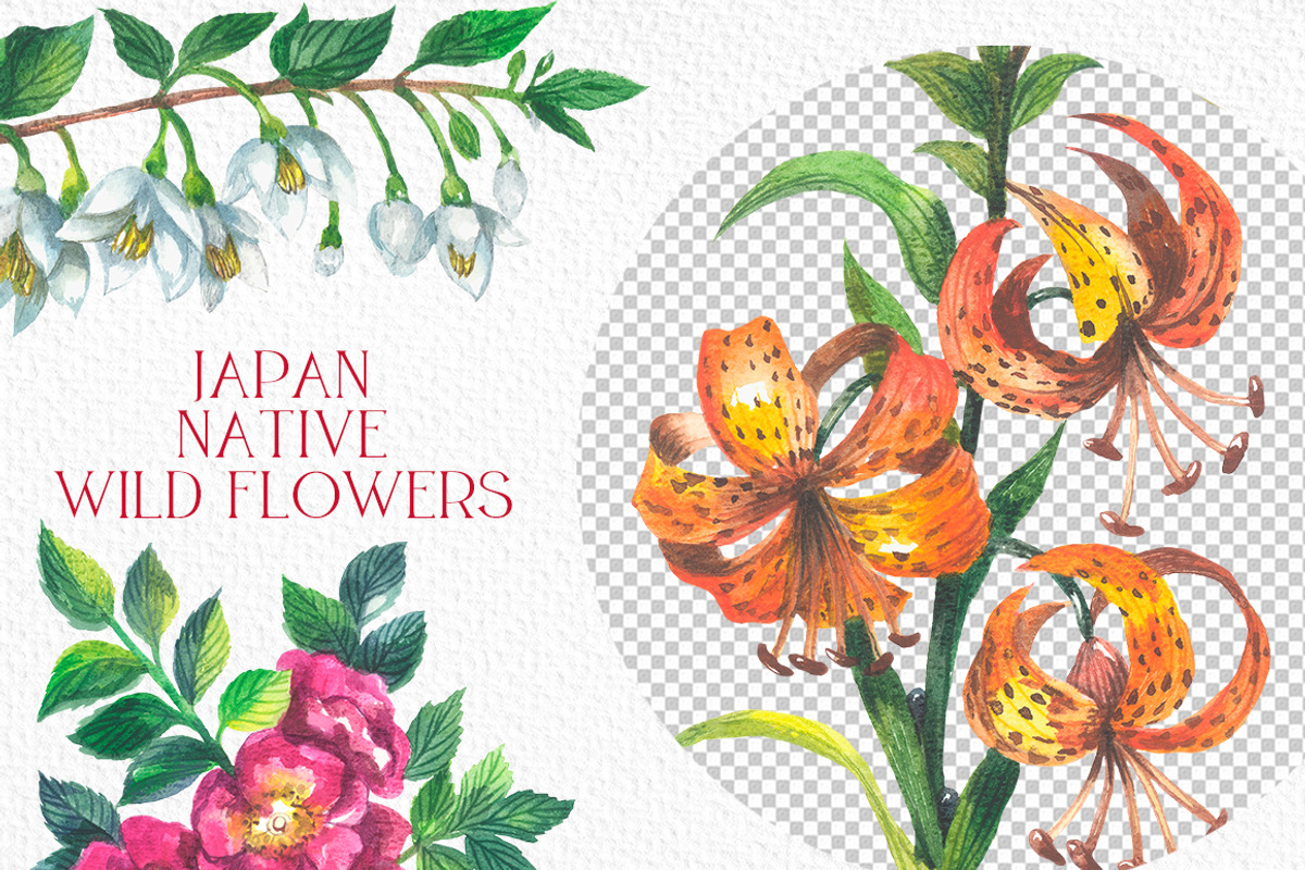 Japan native wild flowers watercolor, a Decorative Illustration by FITALARTSNEDIGI (Photo 5 of 8)