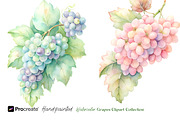 Watercolor Grapes Clipart, an Object Illustration by crafty (Thumbnail 4 of 11)