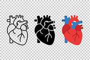 Anatomical Heart Vector Set, an Object Graphic by Artonix (Thumbnail 3 of 3)