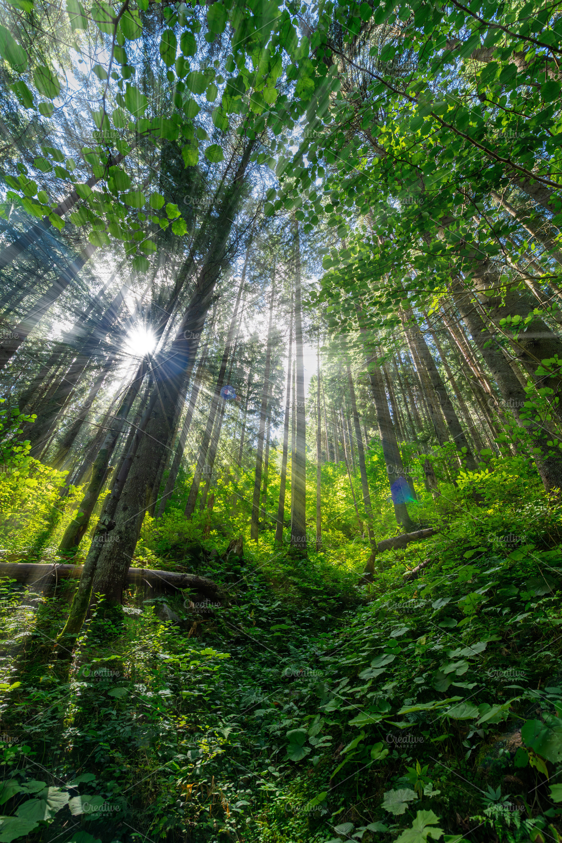 Sunlight filtering through tall coniferous trees in a lush green, a Nature Photo by Byrdyak