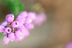 Heather flowers stock photo containing heather and beautiful