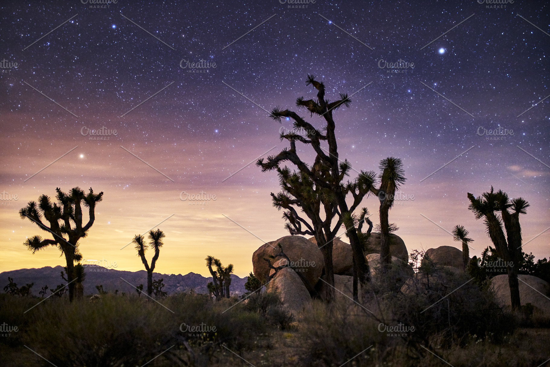 starry sky at joshua tree park, a Nature Photo by RezArt