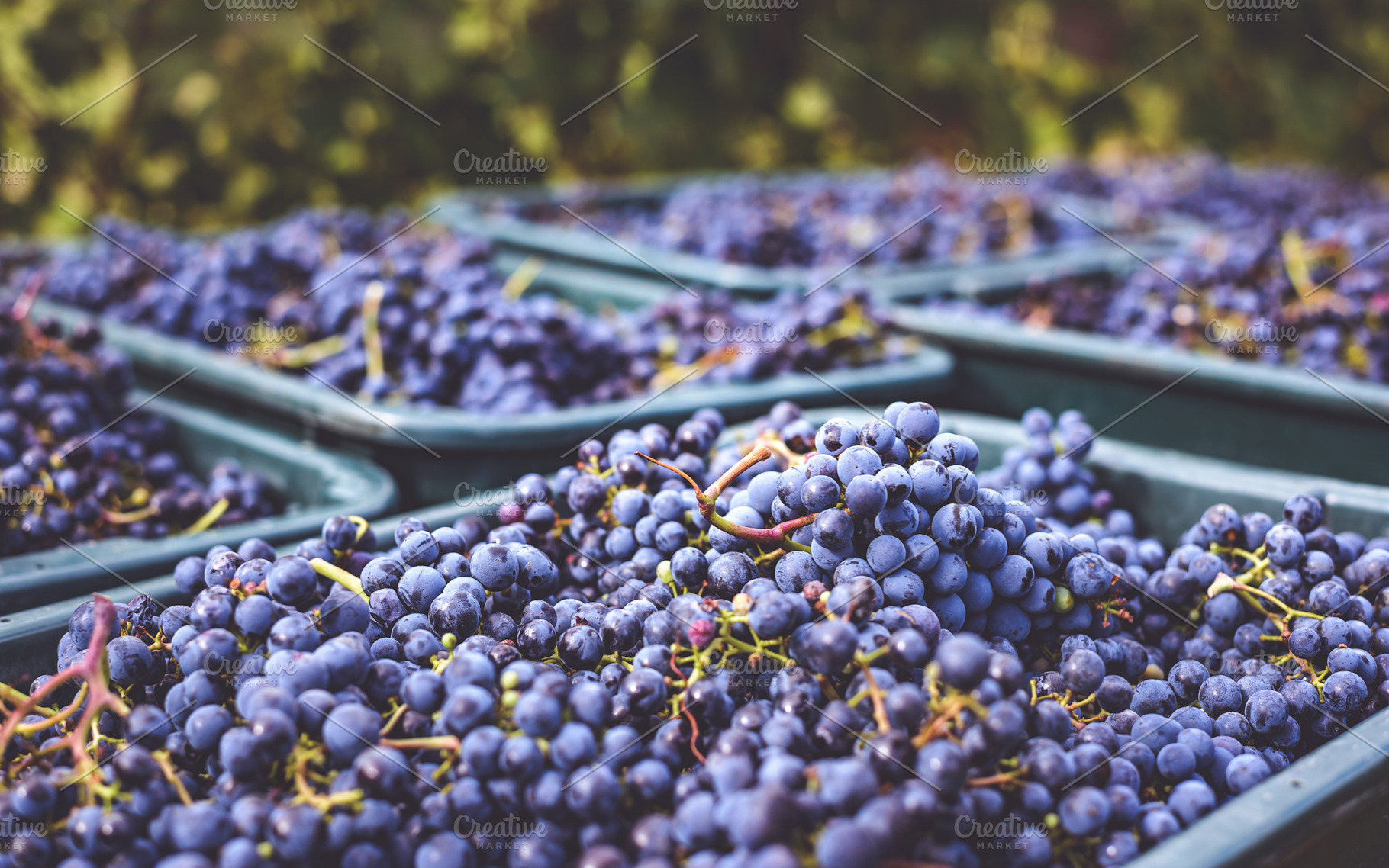 Blue vine grapes. Grapes for making ice wine. Detailed view of a frozen grape v, a Food & Drink Photo by Mark Borbely