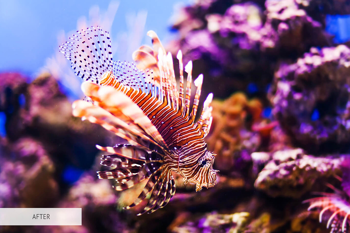 Underwater Photography Presets, a Plug-in Add-On by FixThePhoto (Photo 21 of 32)