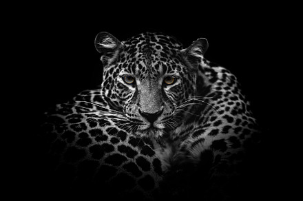 Close up black and white adult leopard portrait. Animal on dark, an Animal Photo by Byrdyak