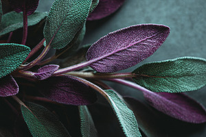 Sage leaves on dark background, a Photo by Beautiful things