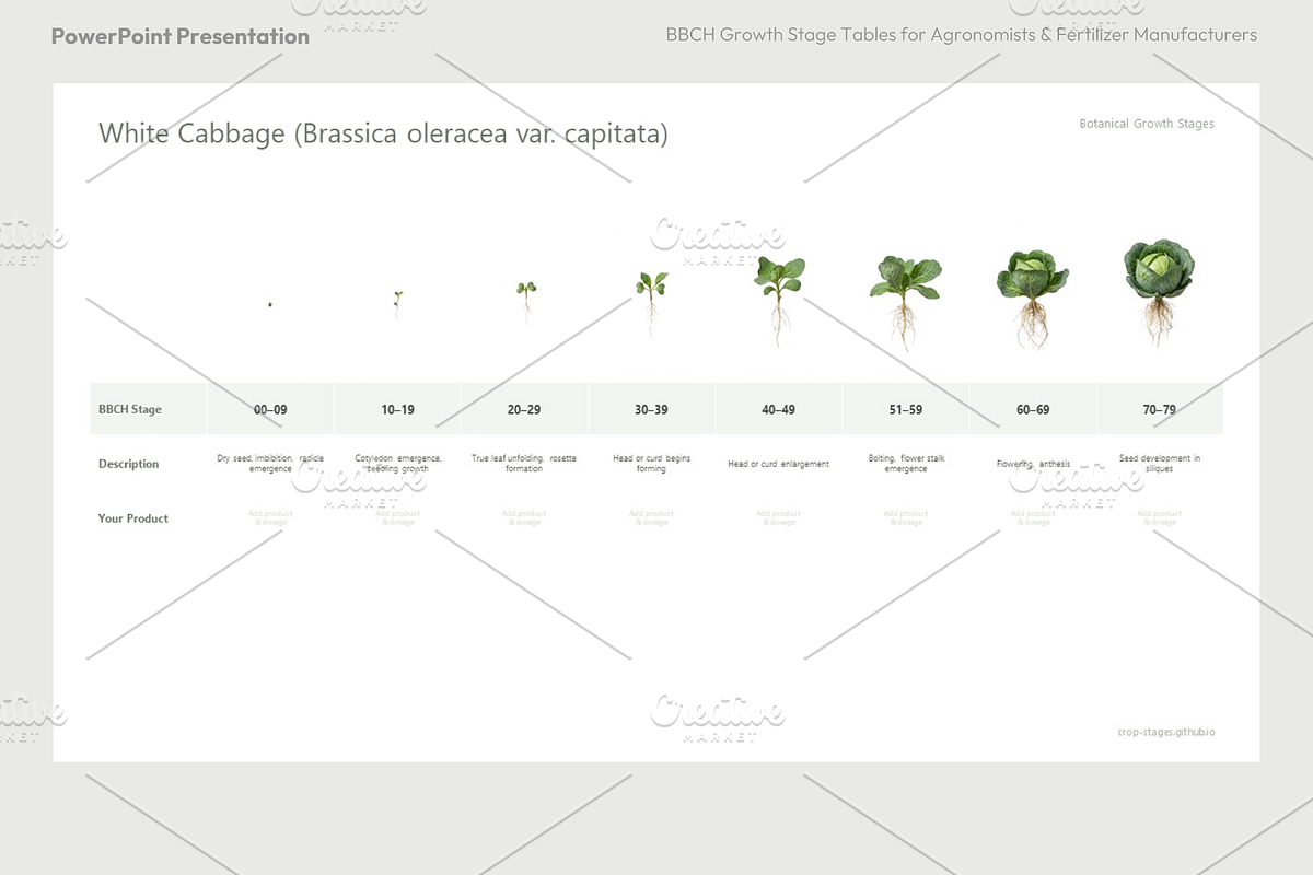 BBCH Growth Stages, Cabbages & Green, a Presentation Template by Ilia Design (Photo 10 of 10)