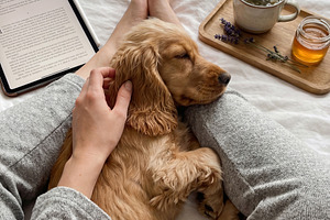 Cozy Morning in Bed with Cocker, an Animal Photo by Virgo Studio