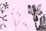 HERBARIA. Pressed Wildflower Scans, an Object Graphic by Schumacher Shop (Thumbnail 10 of 21)
