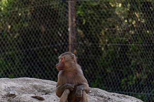 Sad bonnet macaque in the zoo garden, an Animal Photo by Anna Bogush