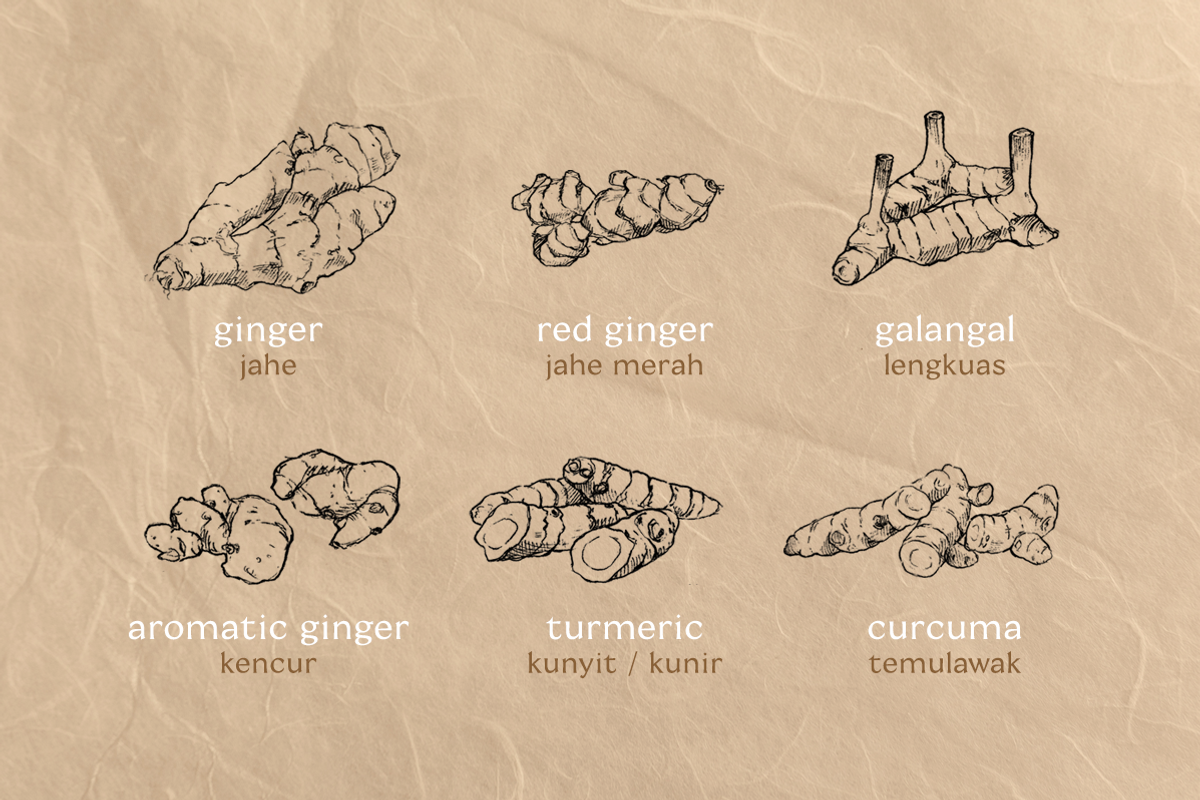 Pencil Drawing Indonesian Spices, an Illustration by elpple (Photo 2 of 4)