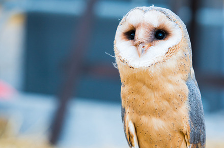 Common barn owl stock photo containing alba and animal, an Animal Photo by Fotoeventis
