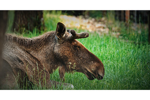 Resting Moose with Antlers in, an Animal Photo by Our Amazing World