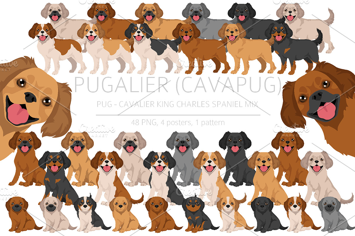 Pugalier (Cavapug) dog mix, an Animal Illustration by pet design shop (Photo 1 of 6)