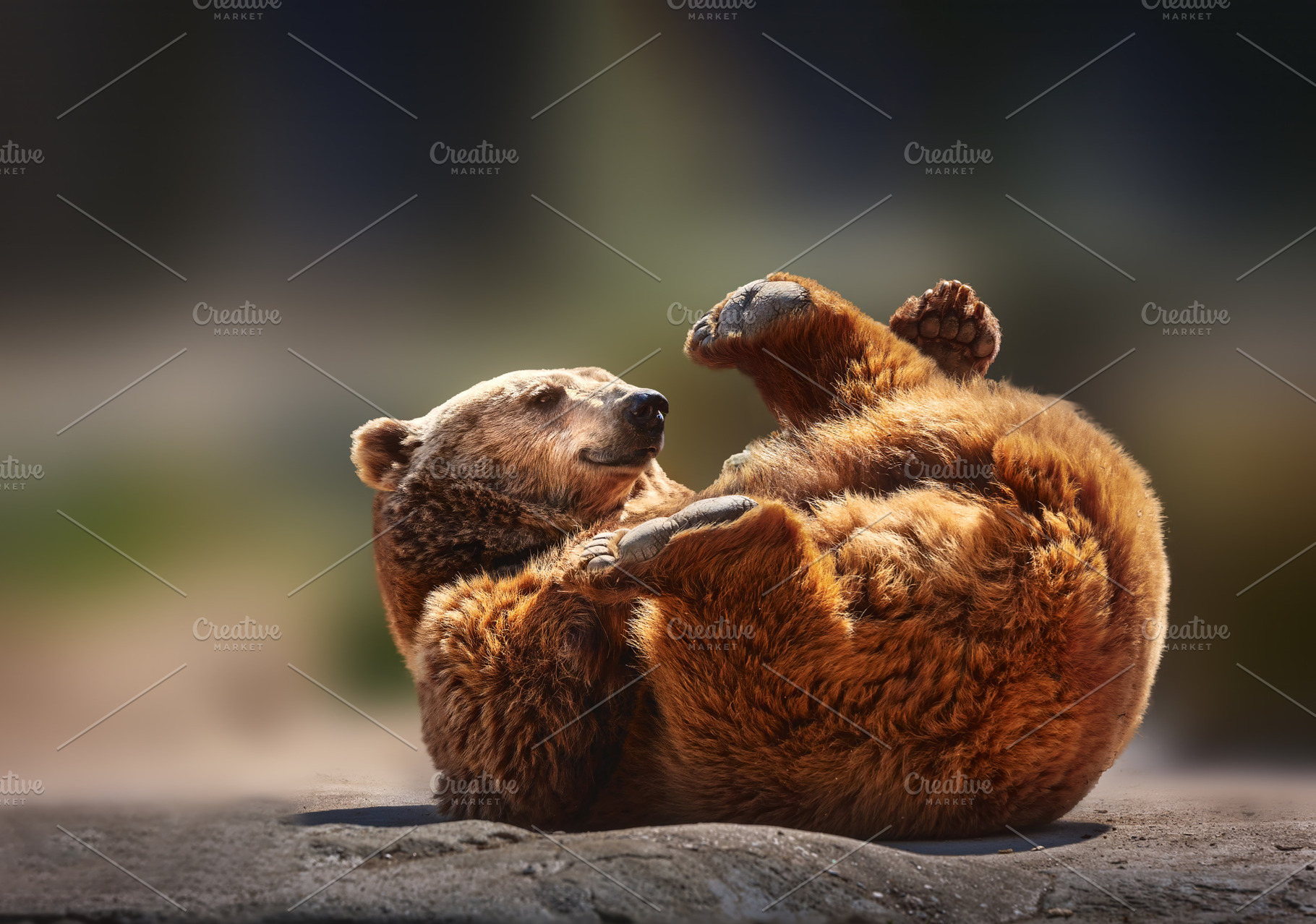 Brown Bear Playing, Lying on Its Bac, an Animal Photo by Perpis