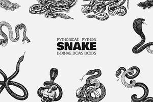 Drawing Snakes. Mystic Occult Design