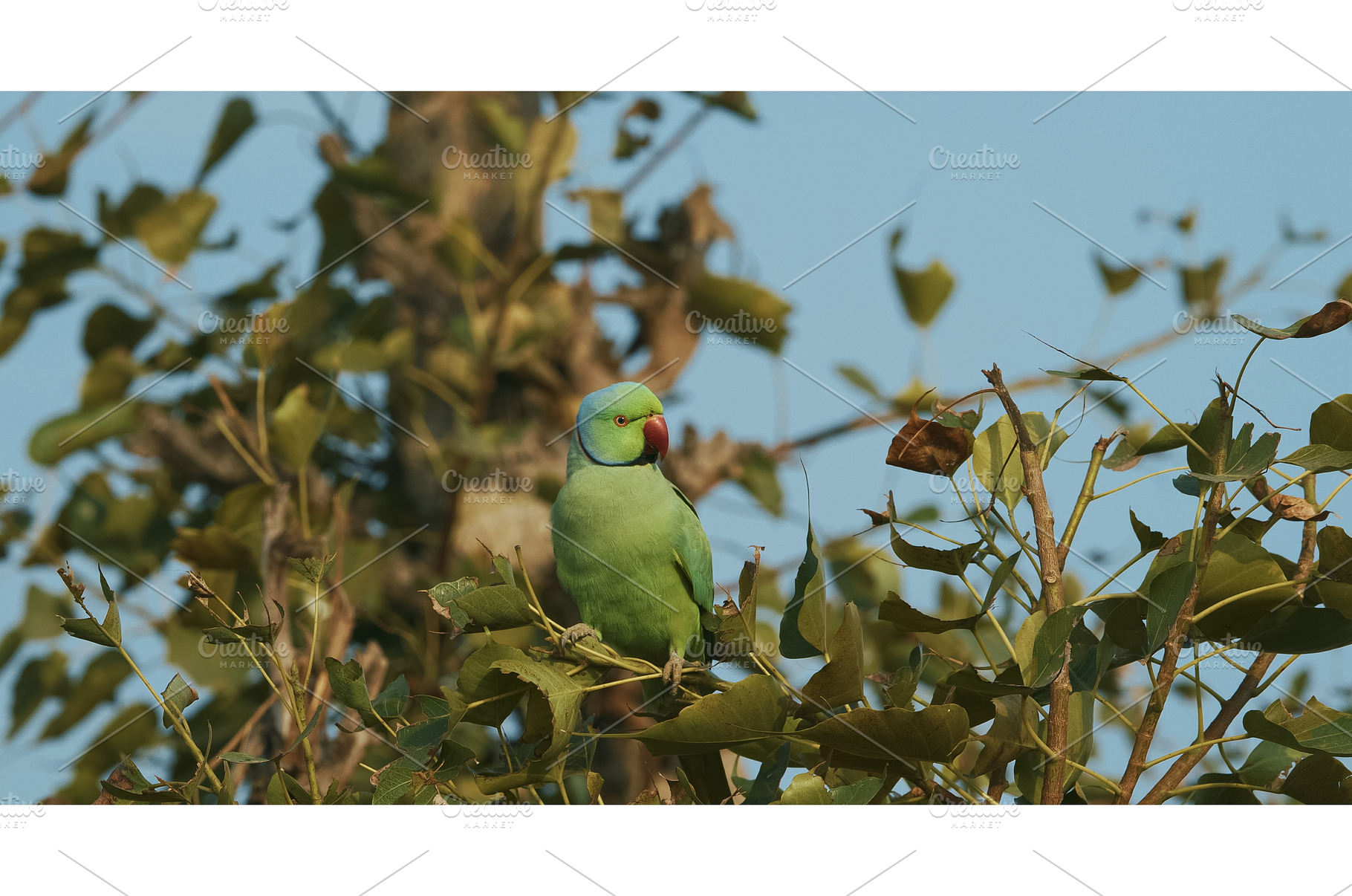 Agra, Uttar Pradesh, India. Motion, an Animal Photo by Our Amazing World