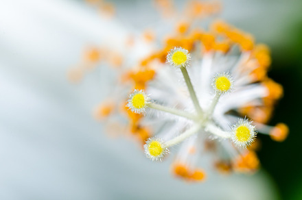 Carpel of snowflake hibiscus stock photo containing carpel and pollen, a Nature Photo by yongkiet jitwattanatam