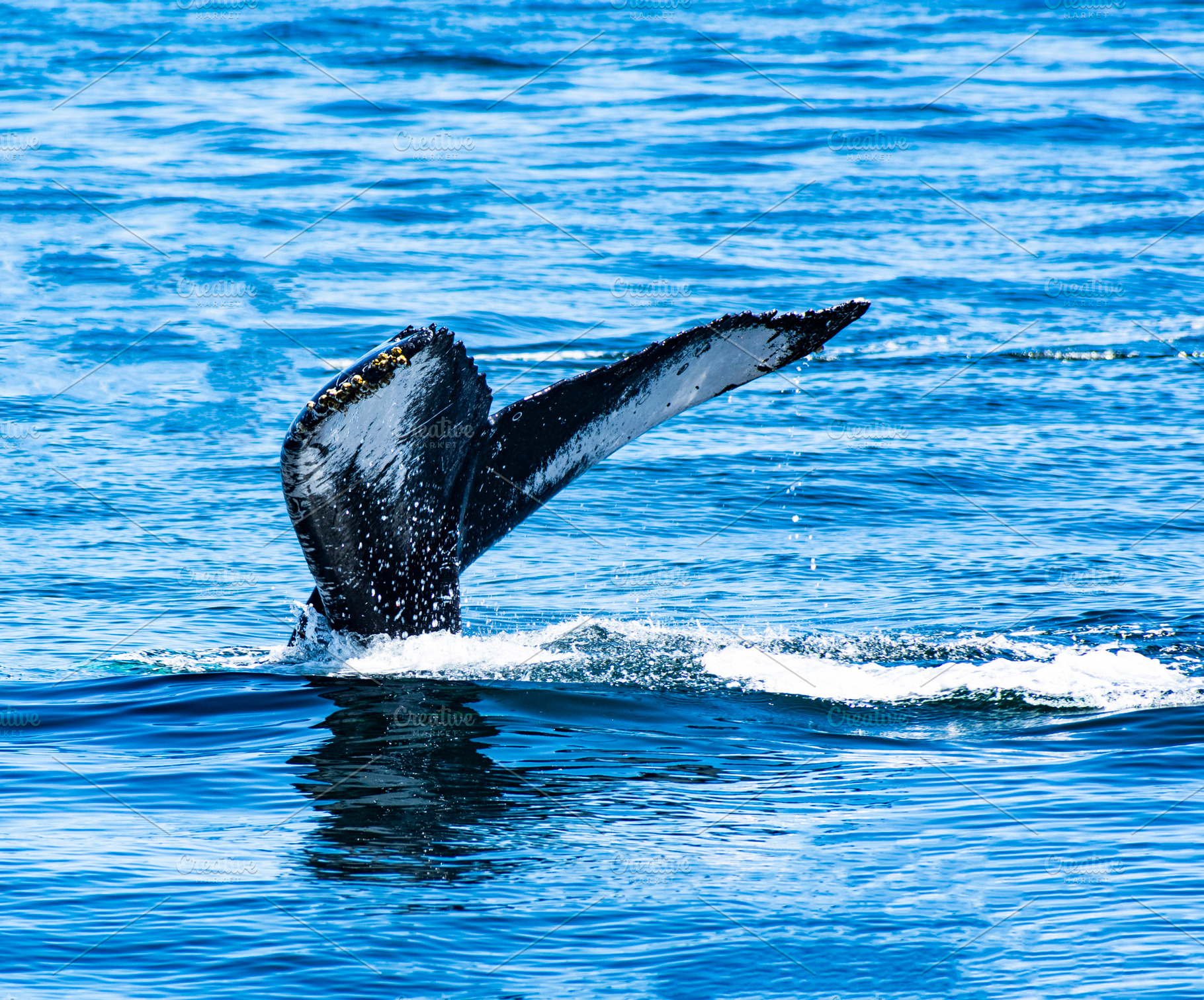 Tail of Humpback Whale, an Animal Photo by zhekos