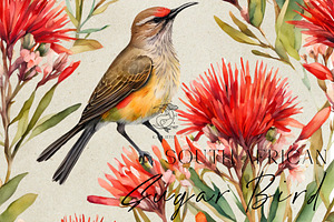 South African Sugarbird