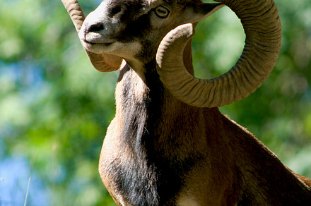 mouflon male
