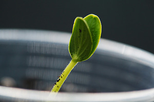 Macro shot of a single green cucumber sprout with a hairy stem. Close-up of a s, a Nature Photo by Rohan Photography