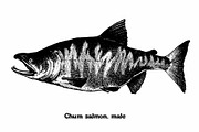 Fish collection, part 1, a Food Illustration by ZotovShop (Thumbnail 7 of 14)