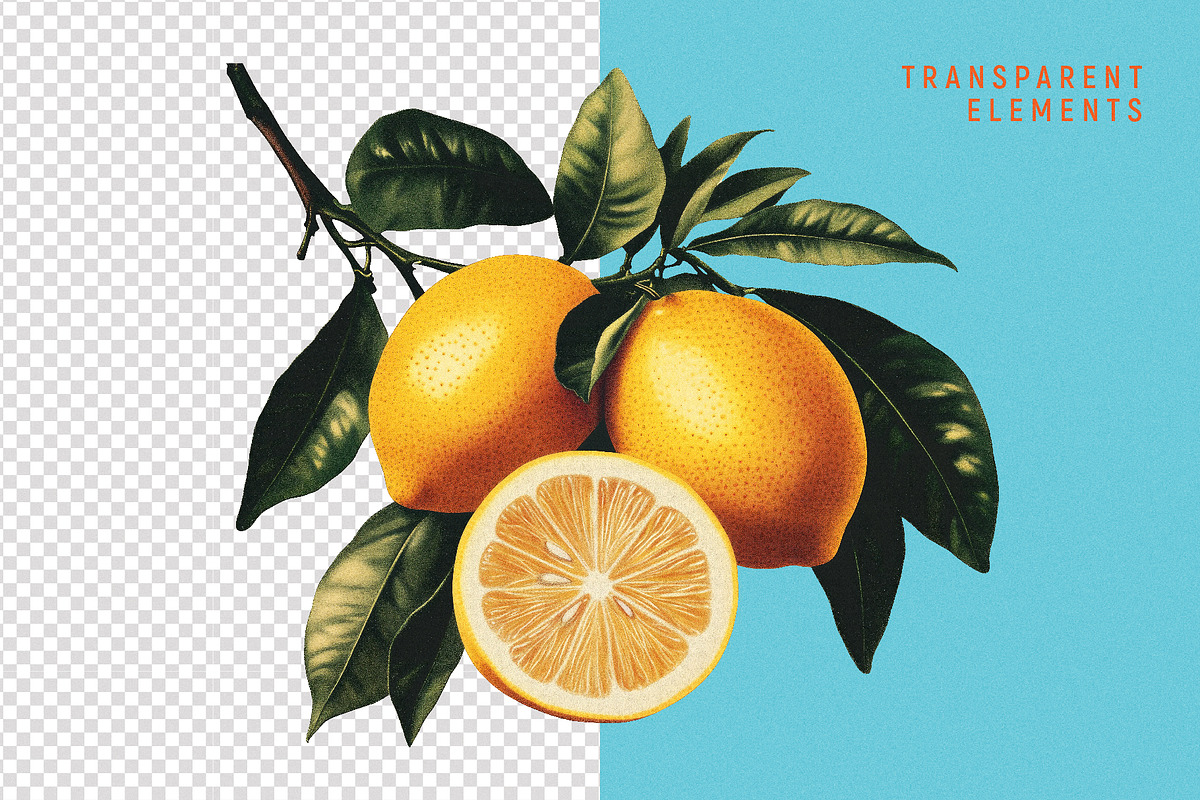 Vintage Graphic Elements_FRUITS, an Object Illustration by BOLD.Graphic (Photo 2 of 8)