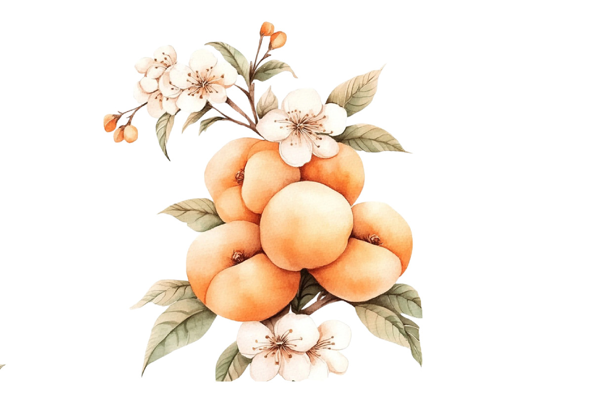 Peach Watercolor Clipart, an Illustration by Designworld (Photo 4 of 5)