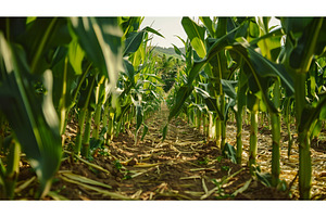 Looking Down a Narrow Row of Tall, a Nature Photo by Lermont51