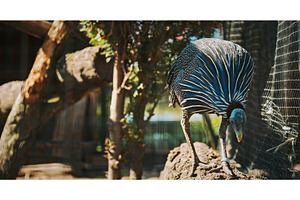 The vulturine guinea fowl -, an Animal Photo by Our Amazing World
