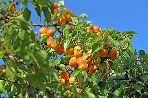 Fresh ripe apricots, a Photo by saiko3p