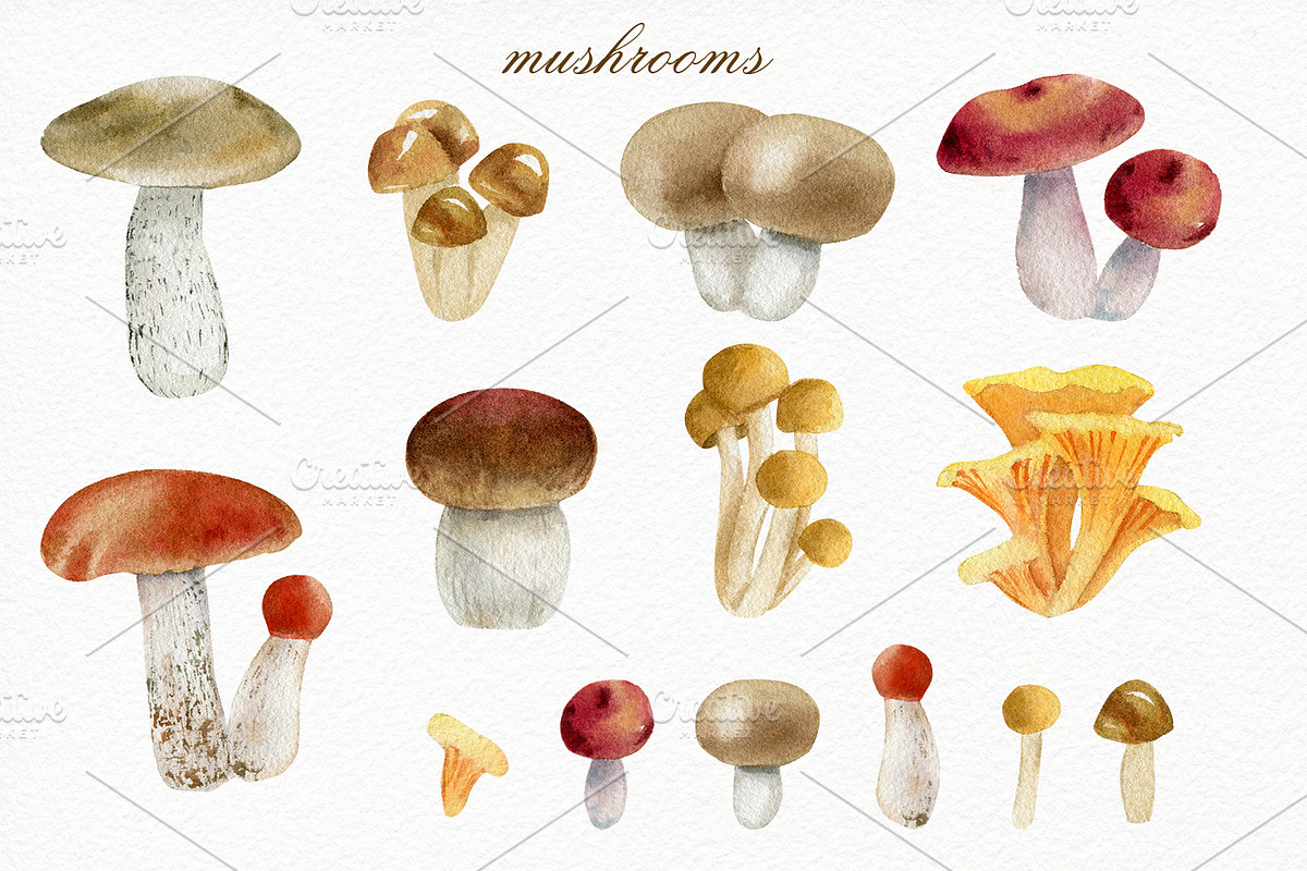 Forest watercolor designer toolkit, an Animal Illustration by Elegantia (Photo 12 of 28)