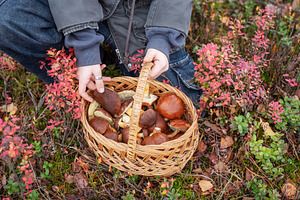 Person holding full basket of wild mushrooms in autumn forest, a Food & Drink Photo by Olena Rudo