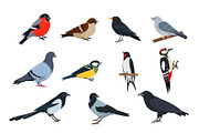 Bird collection, an Animal Illustration by Elena Istomina (Thumbnail 3 of 7)