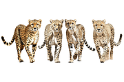 Individual Big Cats Bundle of 24, a Graphic by Jay Major Designs (Thumbnail 4 of 7)