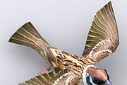 3DRT -Birds and critters - Sparrow, an Animal 3D Model by 3DRT.com (Thumbnail 2 of 3)