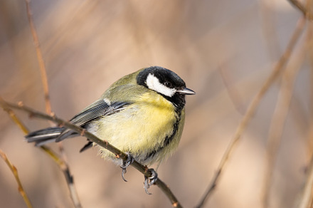 Great tit close up ( Parus major ), an Animal Photo by AlexBush