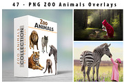 47 - PNG - ZOO ANIMALS, an Object Graphic by DareToDream (Thumbnail 3 of 3)