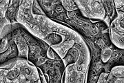 Cytoplasm, a Texture Graphic by Jennifer Lauren Creative (Thumbnail 8 of 9)